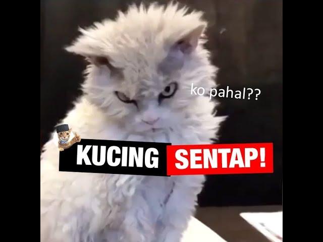 KUCING KALAU DAH SENTAP