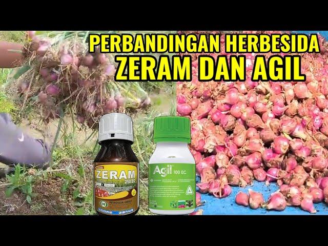 PERBANDINGAN HERBISIDA ZERAM DAN HERBISIDA AGIL PADA TANAMAN BAWANG MERAH | PETANI BAWANG MERAH