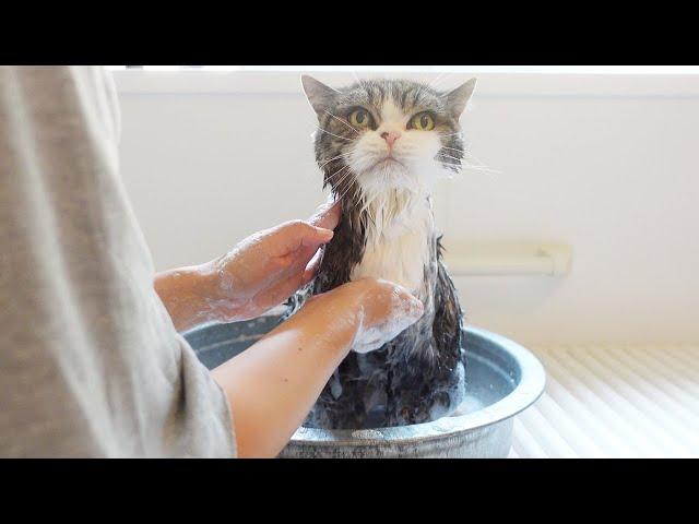 Maru’s Shampoo 2024.