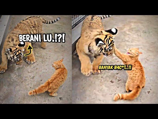 OREN BAR-BAR.! Kucing Oren Ini Nampol Harimau Sampe Kena Mental.! Auto Bikin Ngakak