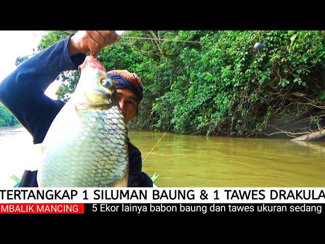 Super GANAS Tarikan Monster Baung & Mamak Tawes di spot perawan yang air nya KERUH