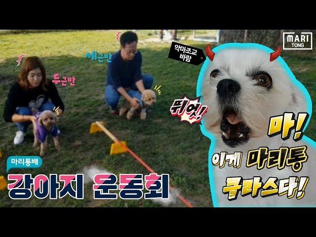 Part 2 of the athletic puppy! (Anseong Dogie Heaven) | Maritong