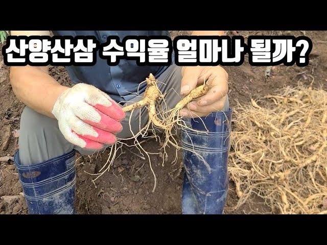 산양삼 / 산양산삼  수익율 공개