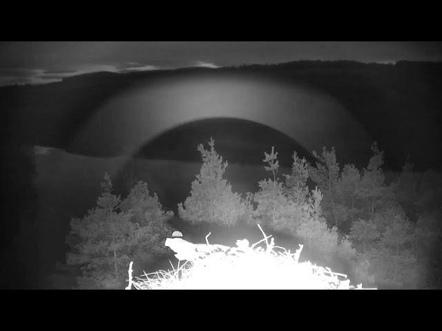 Live osprey nest camera at Loch of the Lowes Wildlife Reserve