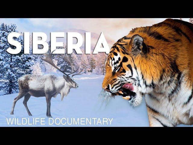 WILD SIBERIA - Mysteries of the Largest Predators | Nature Documentary