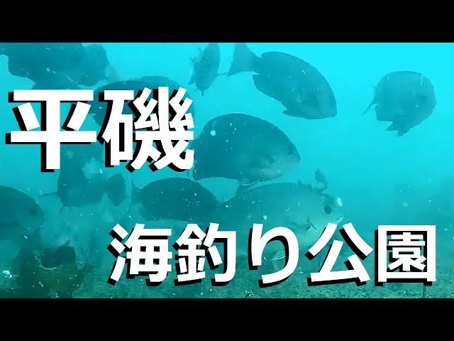 平磯海づり公園　釣り場の水中映像