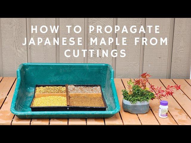 How to Propagate Japanese Maple from Cuttings