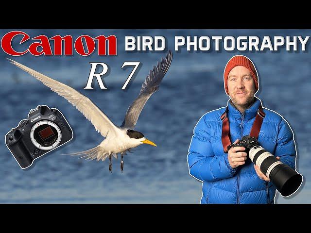 Canon R7 Seabird Photography: Success & Fail at the same time?!