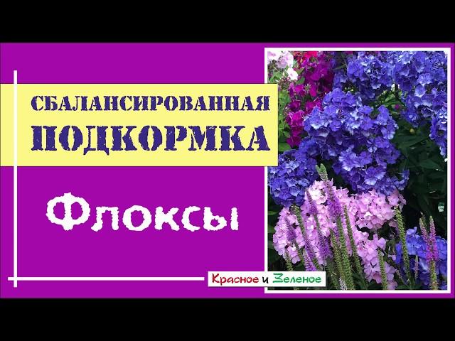 Подкормка флоксов. Делайте это правильно!