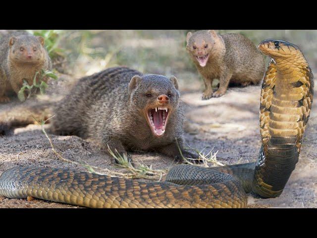 Dwarf mongooses are little tamers of big snakes! Bold and organized predators!