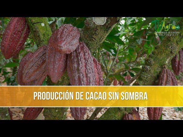 Como Producir Cacao sin Sombra - TvAgro por Juan Gonzalo Angel