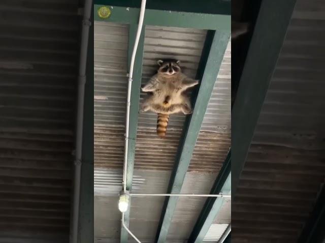 Агент Енот
