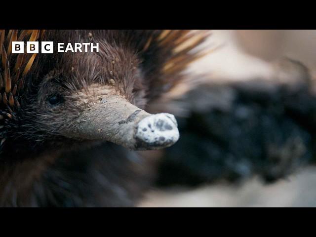 A Close Encounter with Endearing Echidnas | The Making of Mammals | BBC Earth