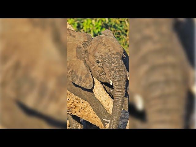 Baby Elephant Tangles with Tree