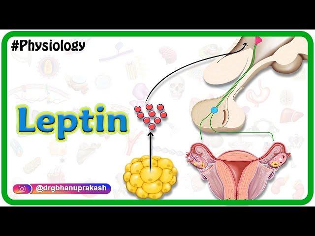 Physiology of Leptin Animation: USMLE Step 1