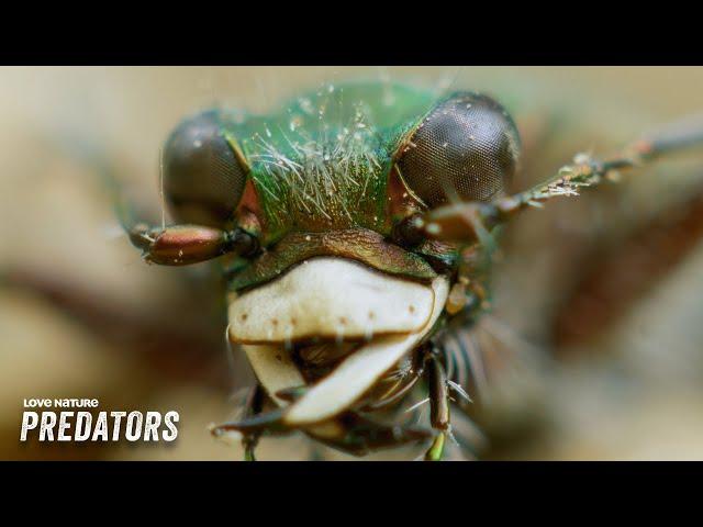 The Insect World is Loaded with Nightmare Fuel | Micro Killers