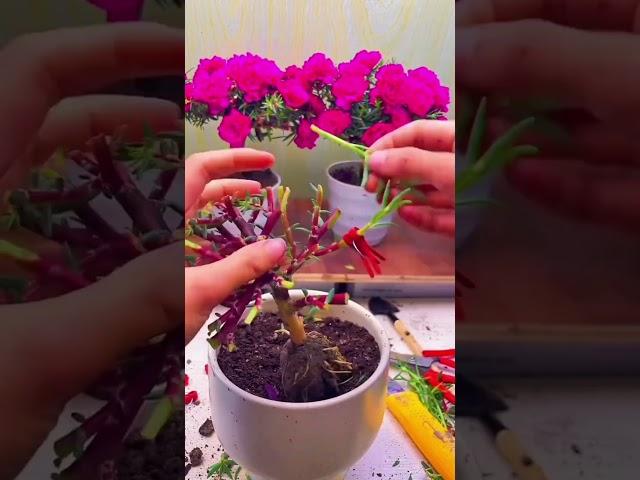 Technique grafting portulaca flower on plant take colorful flowers #shortvideo #portulaca #bonsai