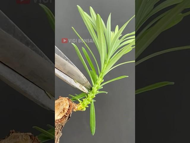 Designing Tree Movement