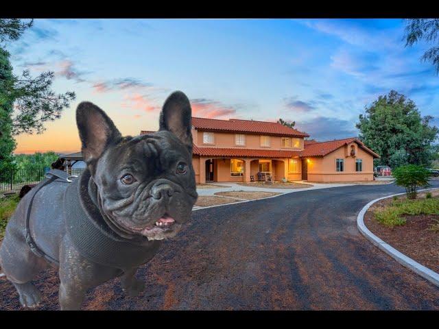  Get ready for the ULTIMATE ranch tour with Drago the Frenchie! 