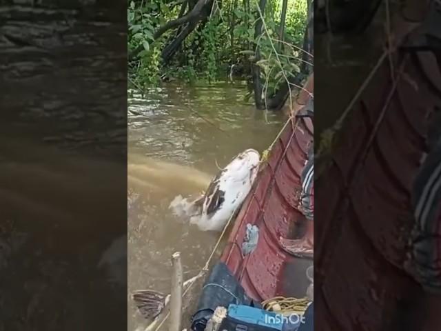 villagers river hoke and net fishing video #shorts #abdulsamifishing #video