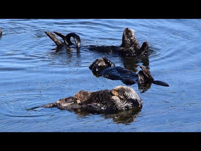 Baby Otter Nurses