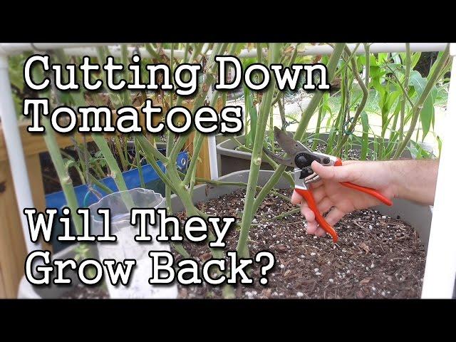 Cutting Down a Tomato Plant -Will it Grow Back? (Garden Experiment)