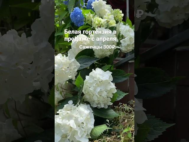 Белая гортензия в продаже с апреля-саженцы 300₽ #гортензии #гортензия #гортензиякрупнолистная