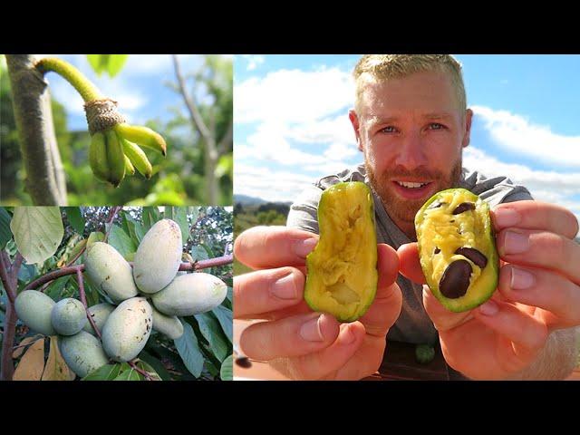 Grow This Fruit in Freezing Temperatures  - Asimina Triloba (American Paw Paw)