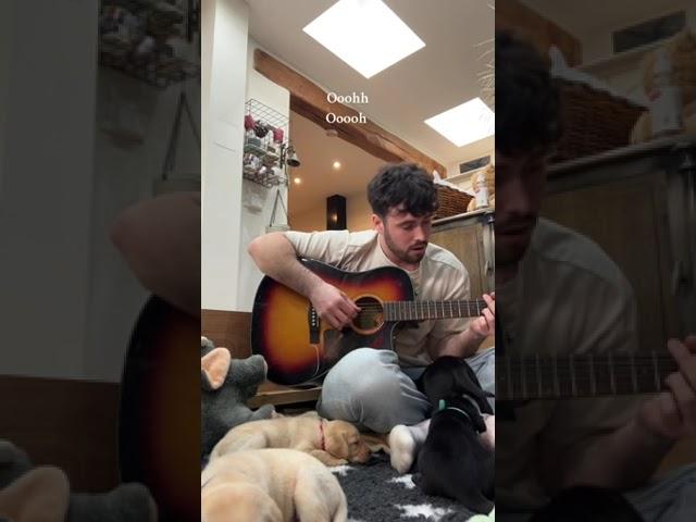 Beautiful things with the pups - Benson Boone #acousticcovers #puppies #cover