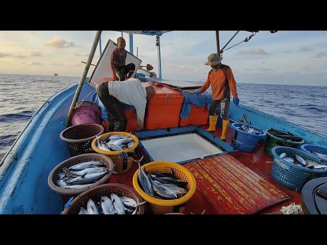 merawai ikan tongkol (ngolok aya hitam) di laut Dulang