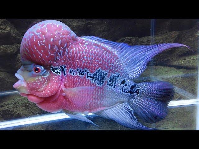 How to Grow Flowerhorn Hump, Kok, Head - 1 Year Growth