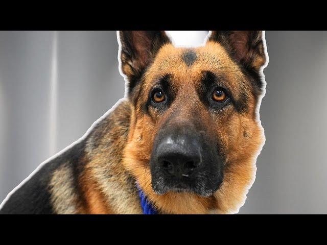 I Groomed a Dog Named Dangerous… It Did NOT Go Well | German Shepherd Dog