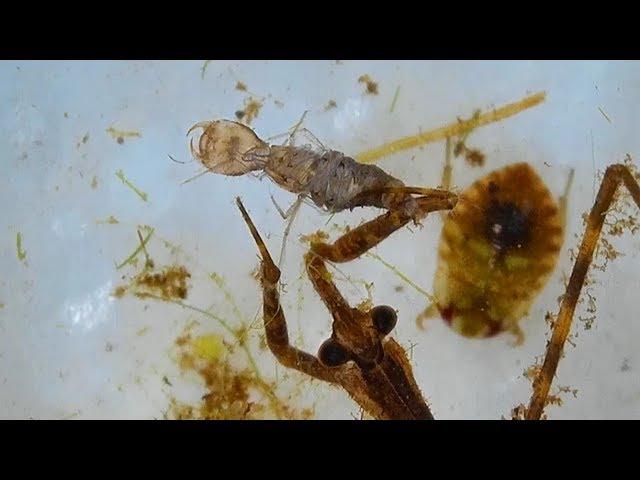 Fascinating! Water Scorpion Feeding on Two Insects