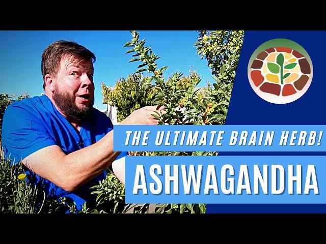 Ashwagandha - The Ultimate Herb For Your Brain!