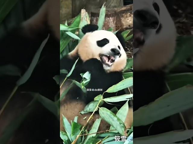 是菜菜爱吃的箬竹叶，好吃到白眼飞起 #大熊猫润玥 #panda