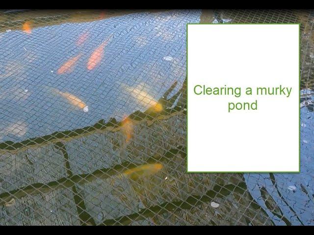 Clearing a Murky Pond .Removing small particles in the pond