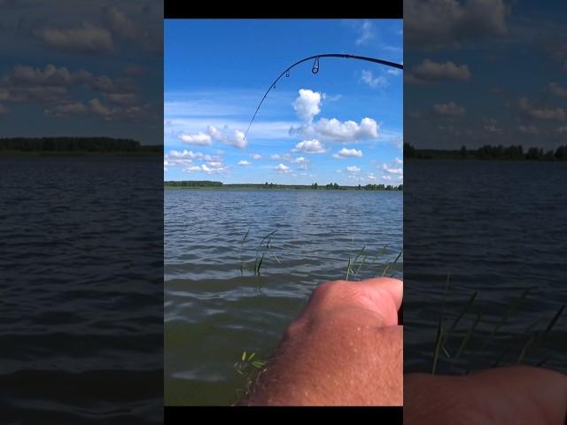 МОРМЫШИНГ. КАРАСЬ НА СПИННИНГ #рыбалка #fishing #carpfishing #carp #fishingtips #карп #fish #рыба