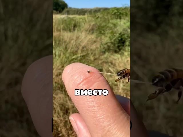 Почему нельзя вытаскивать жало пчелы?