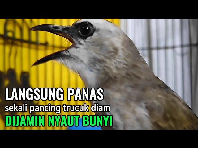 TRUCUKAN GACOR Ngalas Tarung Ropel Paling Ampuh Untuk PANCINGAN TRUCUKAN Agar Bunyi NYAUT GACOR