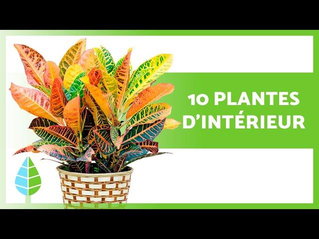 10 PLANTES D'INTÉRIEUR FACILES d'ENTRETIEN  Résistantes et MAGNIFIQUES !