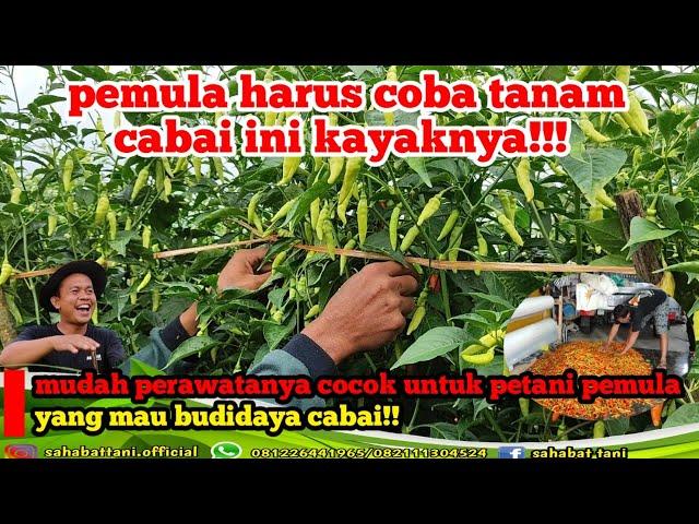 Panen Cabai Serasi buah gembel!!