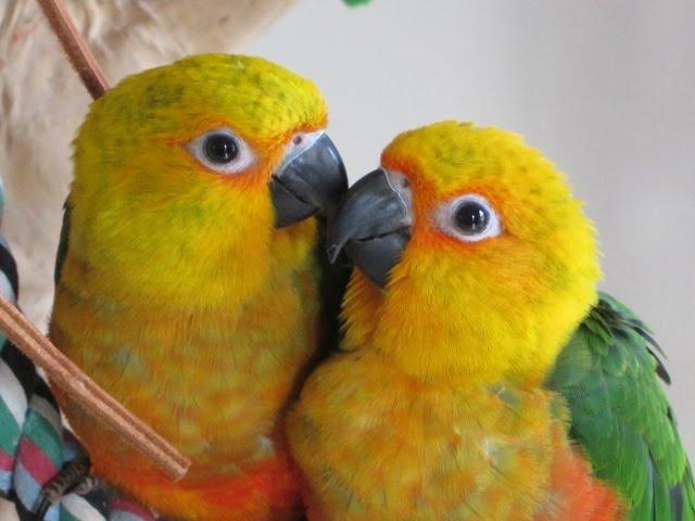 9 week old Baby Jenday Conure Parrots -- Rainbow Parrots Aviary