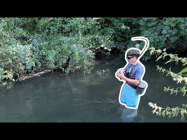 Fishing a TINY river for CHUB and BARBEL