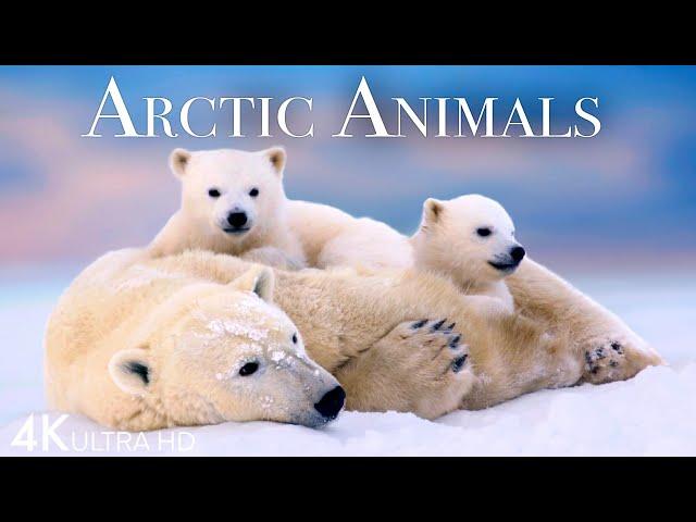 Arctic Animals 4K - Amazing Scenes of Arctic Wildlife | Scenic Relaxation Film