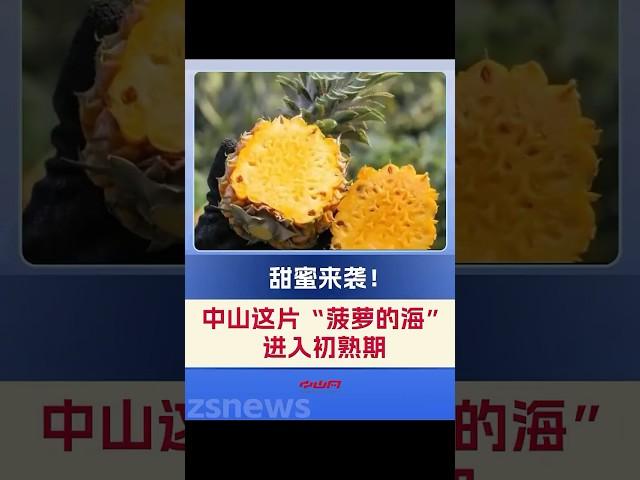 甜蜜來襲！中山神灣菠蘿迎來了今年初熟期！一起來品嘗吧#中山#神灣#菠蘿