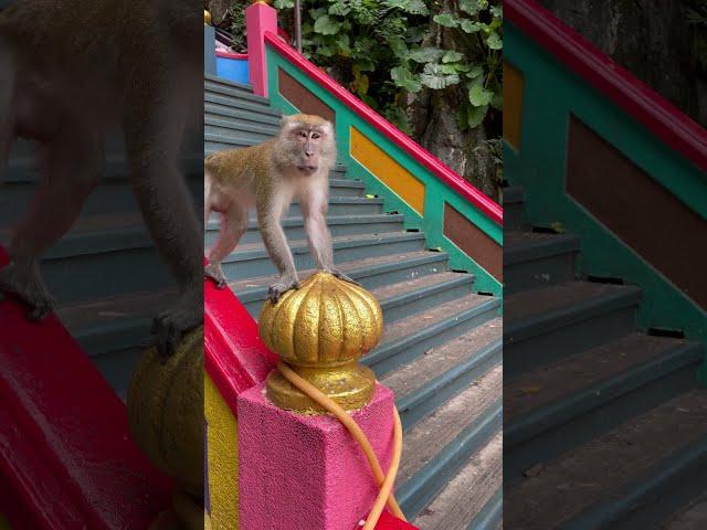 Dangerous Monkeys at Batu Cave #kanaulagamshorts