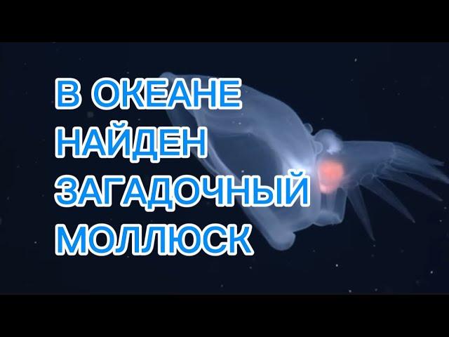 Таинственный моллюск найден в полуночной зоне океана - Батидевиус голожаберный биолюминесценция