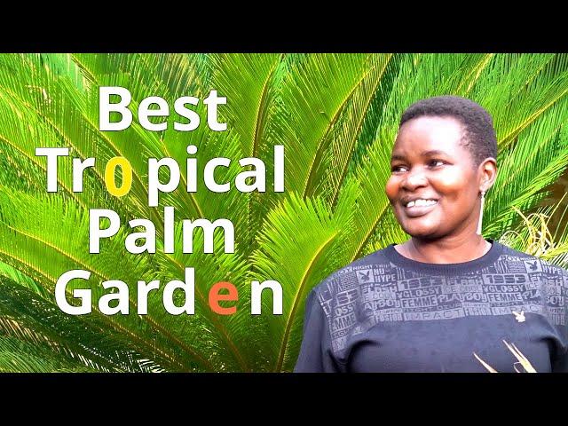 The Best Tropical Palm Garden In Western Kenya # Earn Money Enjoying Christmas Palm Trees