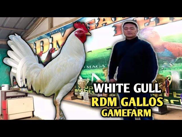 WHITE GULL - RDM GALLOS GAMEFARM - LET'S VISIT QUALITY GAMEFOWL IN THE PHILIPPINES...