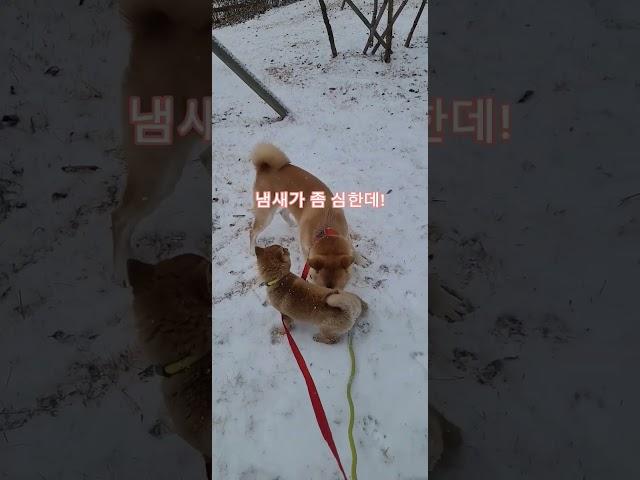 쿠키와 임보견 소똥이 #시바견 #시바이누 #임보견 #임보 #강아지